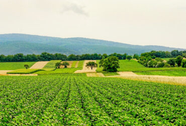 пољопривреда