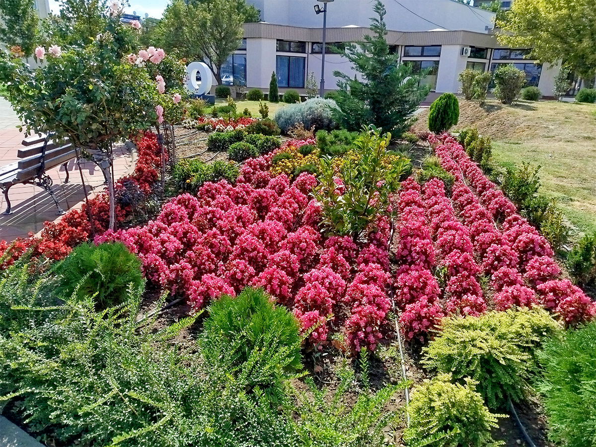 Нове саднице