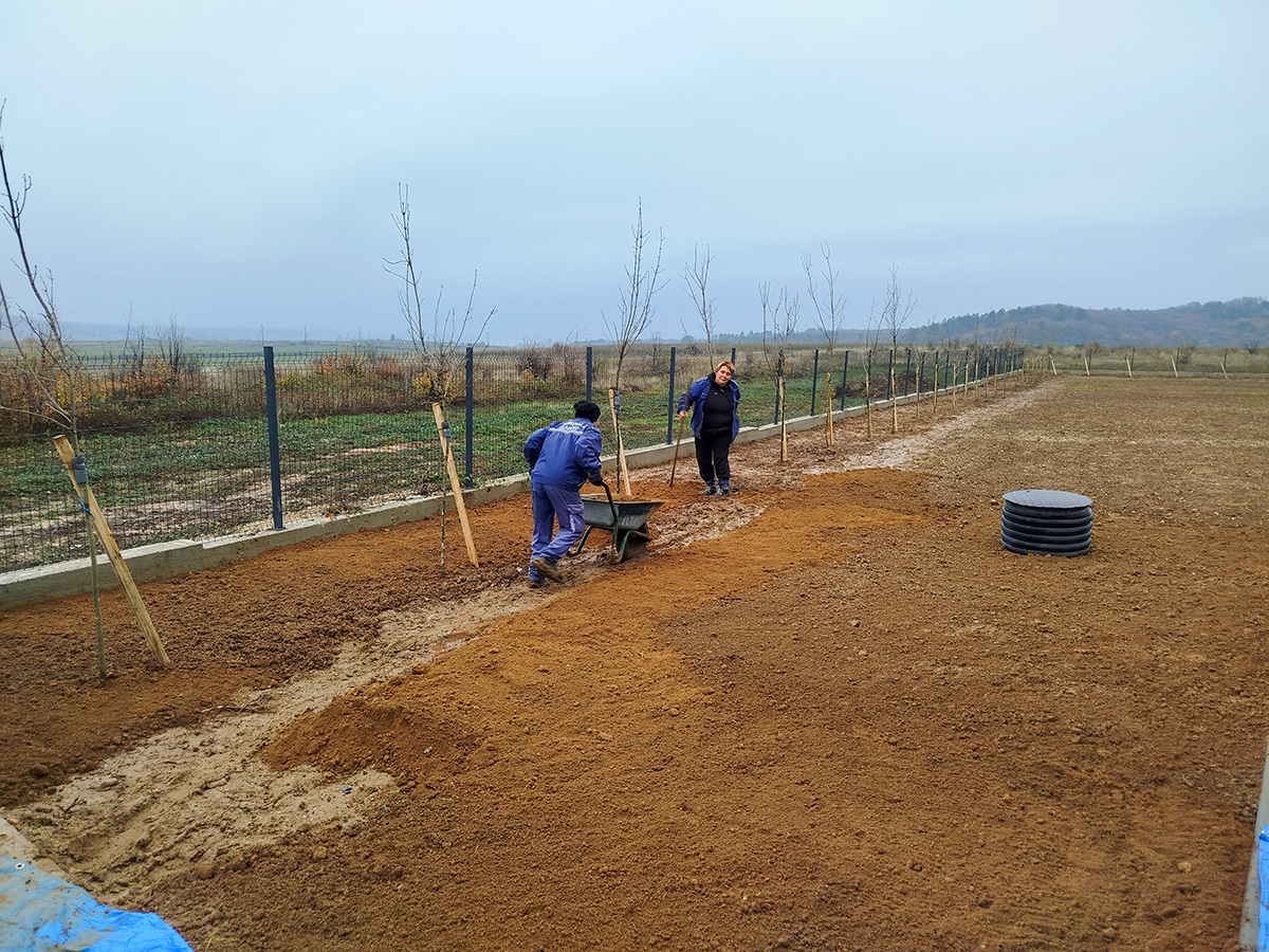 Нове саднице