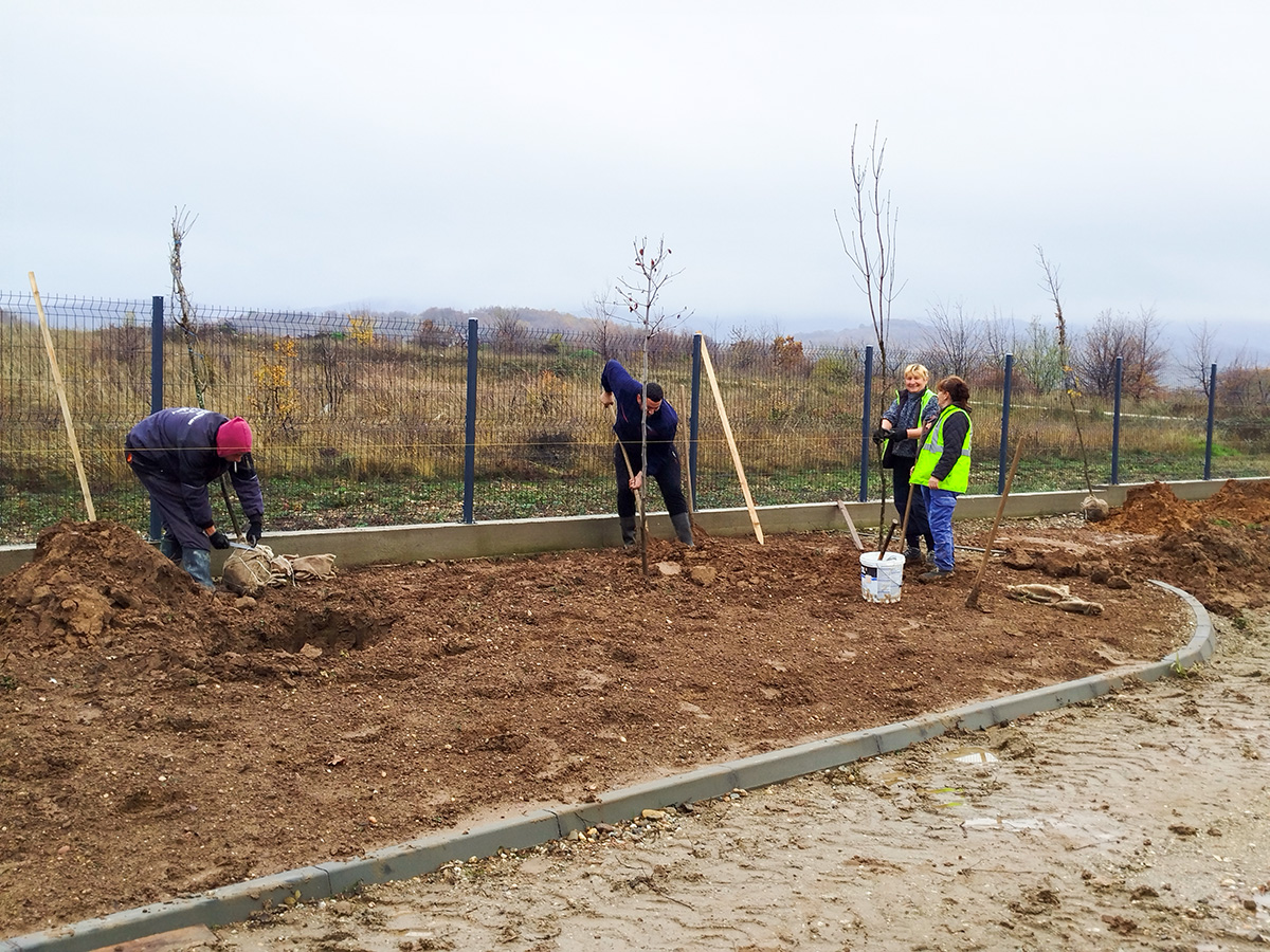 Нове саднице