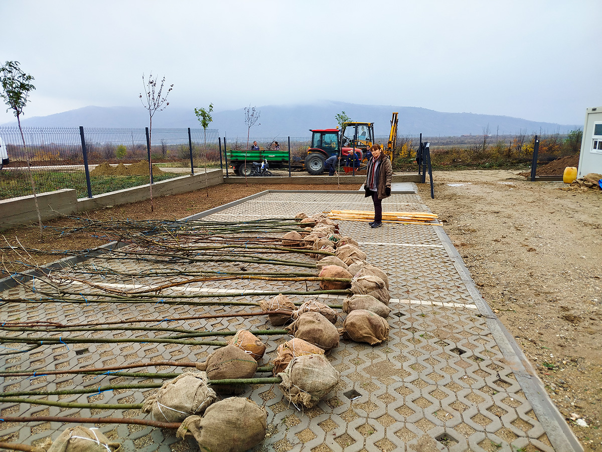 Нове саднице